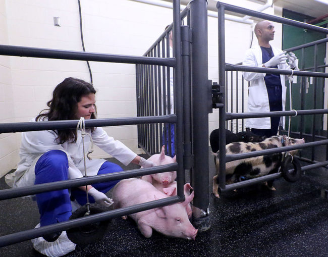 BLOG-swine-project_edit NF Network Swine Partnership