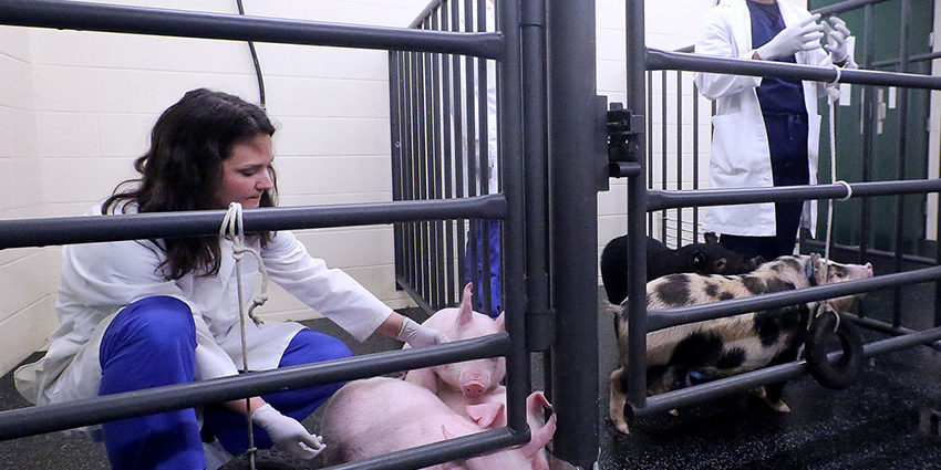 BLOG-swine-project_edit NF Network Swine Partnership