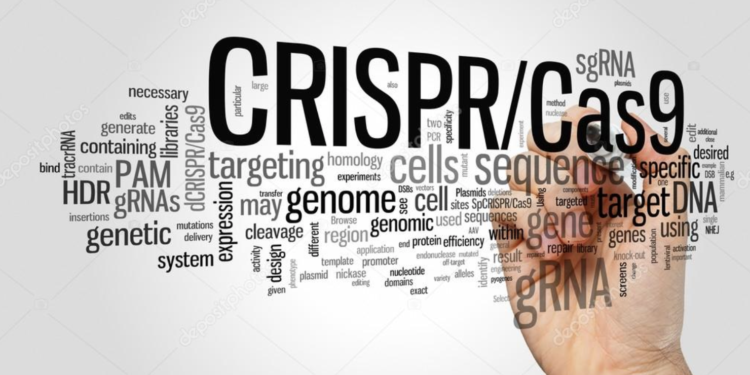 CRISPR/Cas9 image CRISPR/Cas9 image