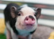 Research Pig for NF Studies