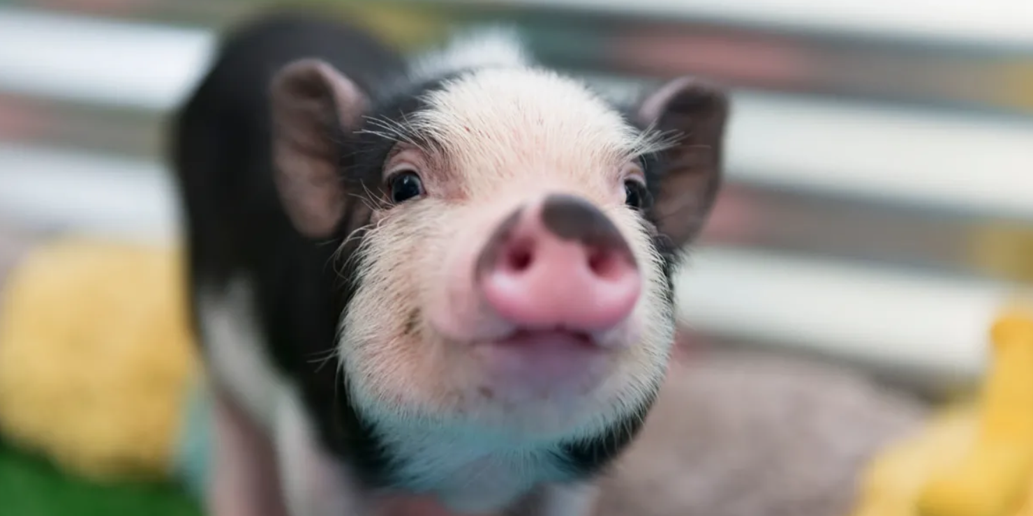 Research Pig for NF Studies