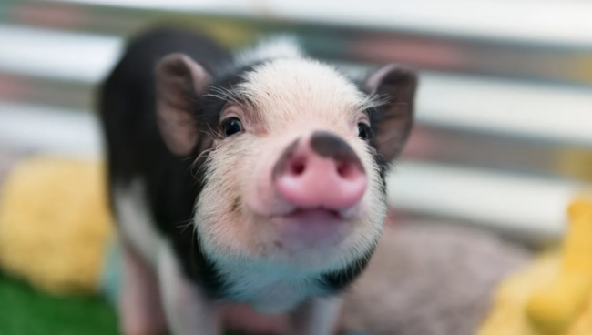 Screen Shot 2019-03-31 at 1.58.06 PM Research Pig for NF Studies