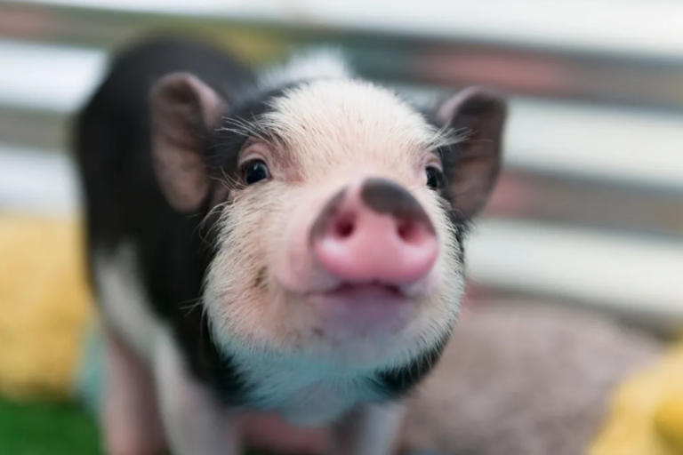 Research Pig for NF Studies